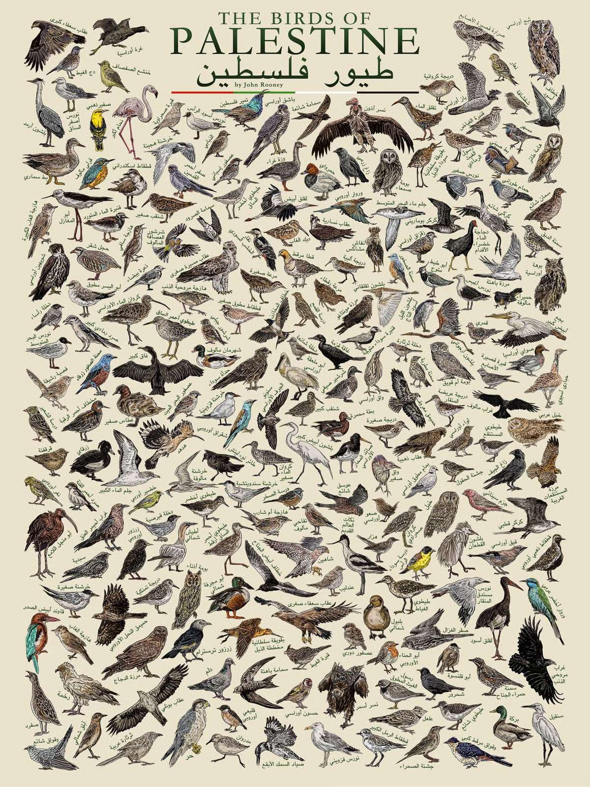 Birds of Palestine poster